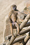 baboon