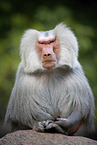 baboon