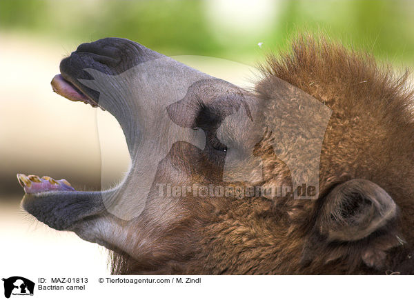 Trampeltier / Bactrian camel / MAZ-01813
