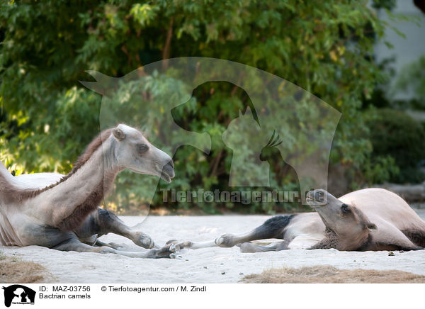 Trampeltiere / Bactrian camels / MAZ-03756