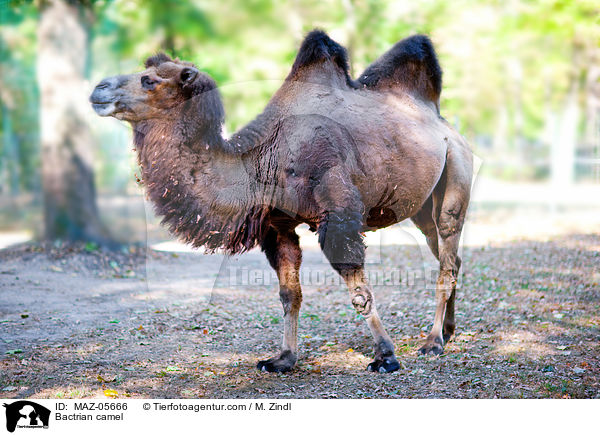 Trampeltier / Bactrian camel / MAZ-05666