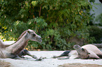 Bactrian camels