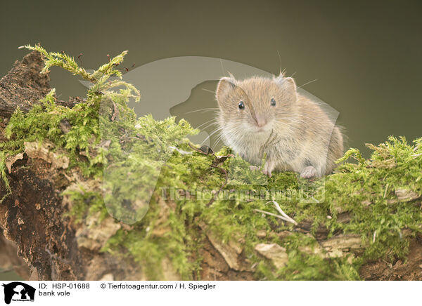 Rtelmaus / bank vole / HSP-01688