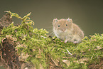 bank vole