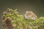 bank vole