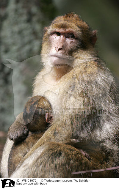 barbary ape with baby / WS-01072