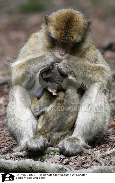 Eine Berberaffenmutter laust ihr Baby / barbary ape with baby / WS-01073