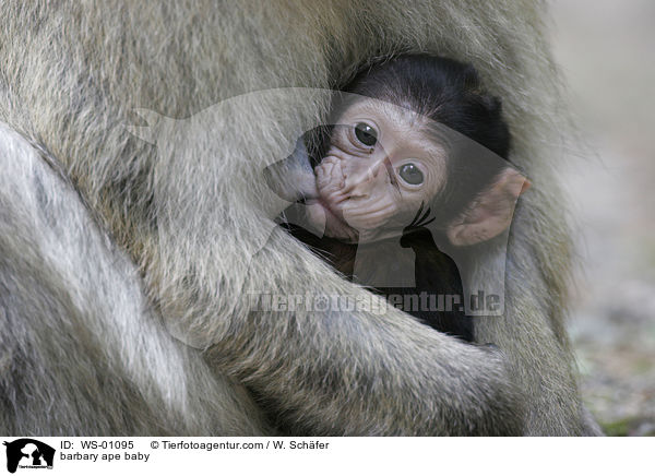 barbary ape baby / WS-01095