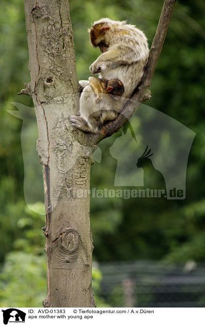 Berberaffe Mutter mit Jungem / ape mother with young ape / AVD-01383