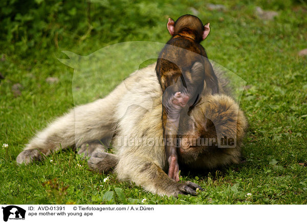 Berberaffe Mutter mit Jungem / ape mother with young ape / AVD-01391