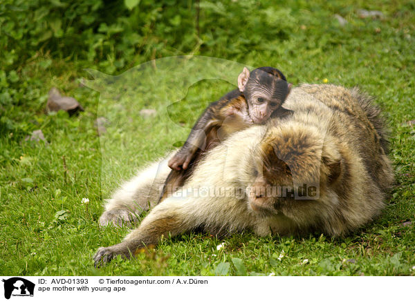 Berberaffe Mutter mit Jungem / ape mother with young ape / AVD-01393