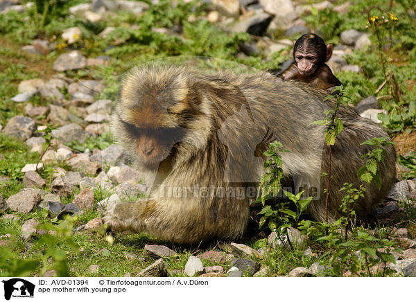 Berberaffe Mutter mit Jungem / ape mother with young ape / AVD-01394