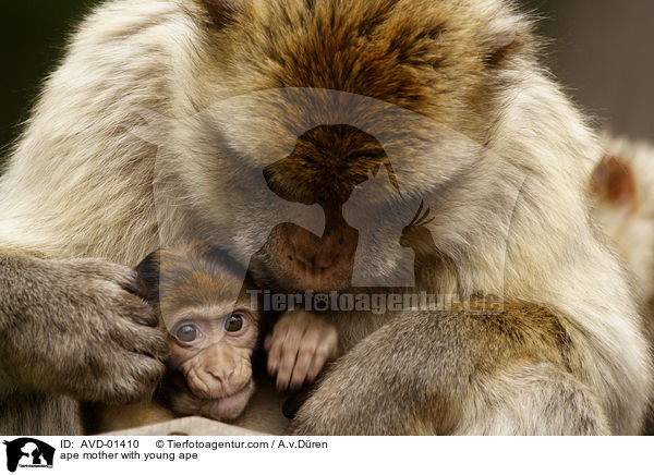 ape mother with young ape / AVD-01410