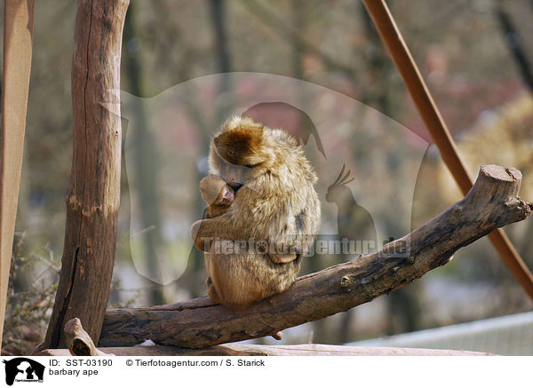 Berberaffe / barbary ape / SST-03190