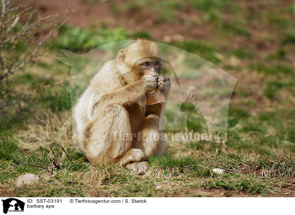 barbary ape / SST-03191