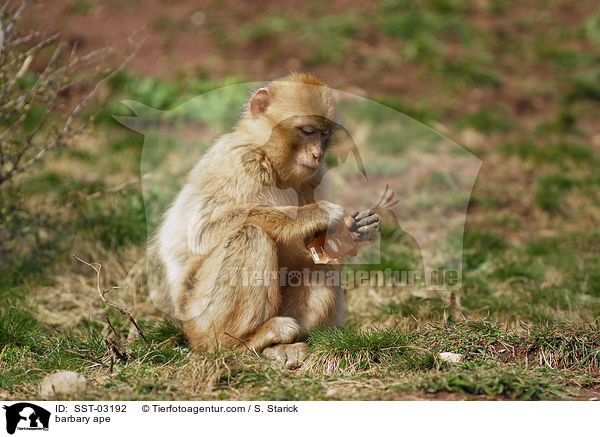 Berberaffe / barbary ape / SST-03192