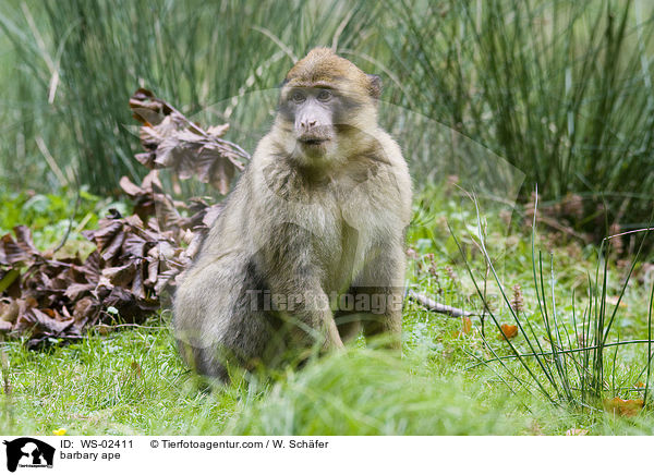 barbary ape / WS-02411