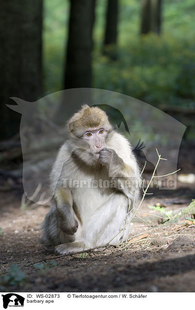 barbary ape / WS-02873