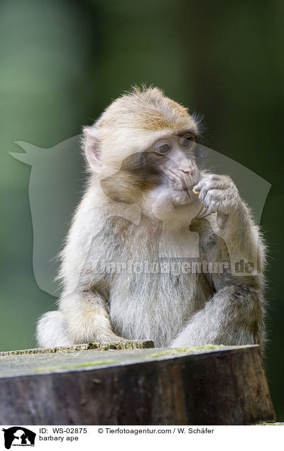 Berberaffe / barbary ape / WS-02875