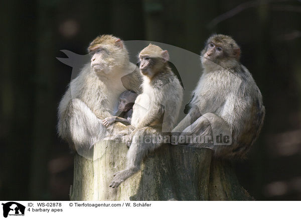 4 barbary apes / WS-02878