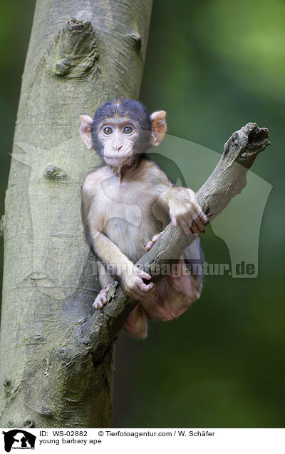 young barbary ape / WS-02882