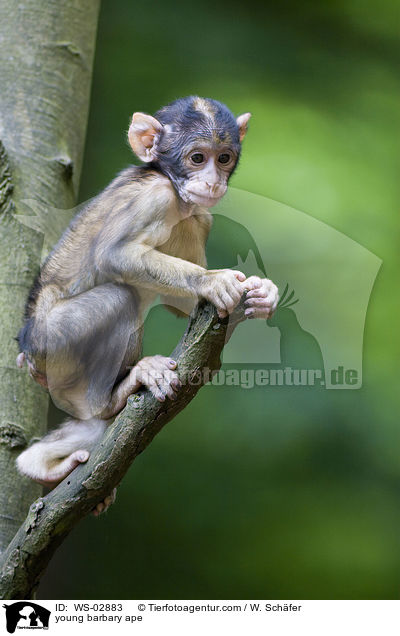 young barbary ape / WS-02883
