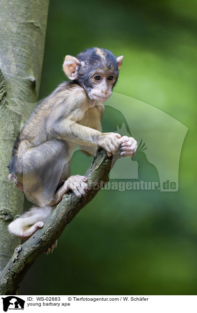 junger Berberaffe / young barbary ape / WS-02883