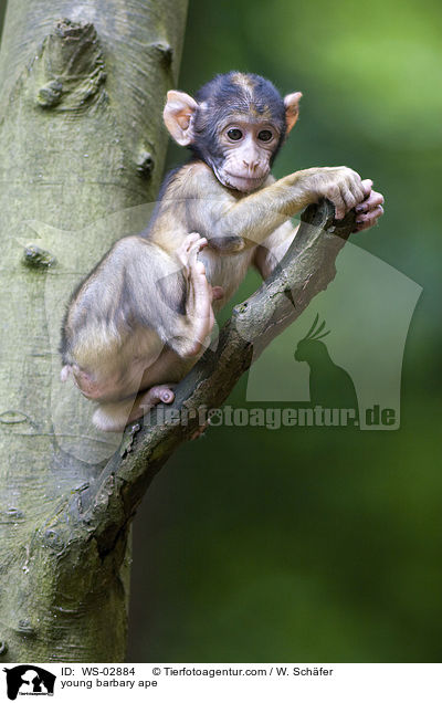 young barbary ape / WS-02884