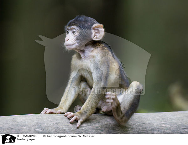 barbary ape / WS-02885