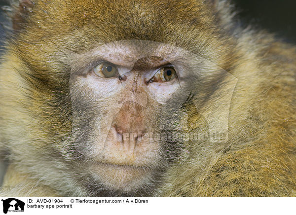 Berberaffe Portrait / barbary ape portrait / AVD-01984