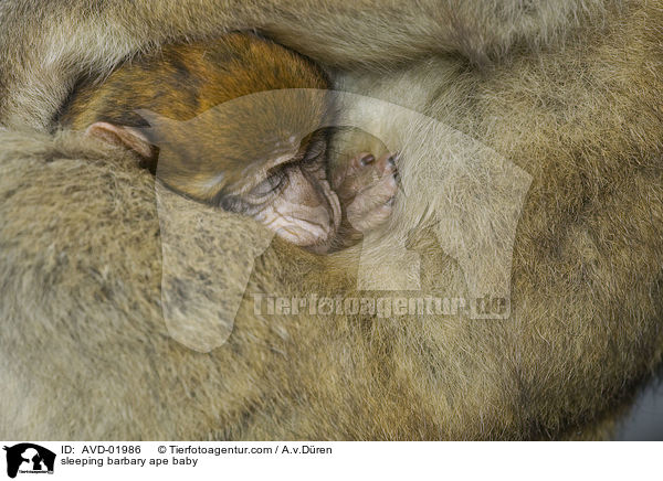 sleeping barbary ape baby / AVD-01986
