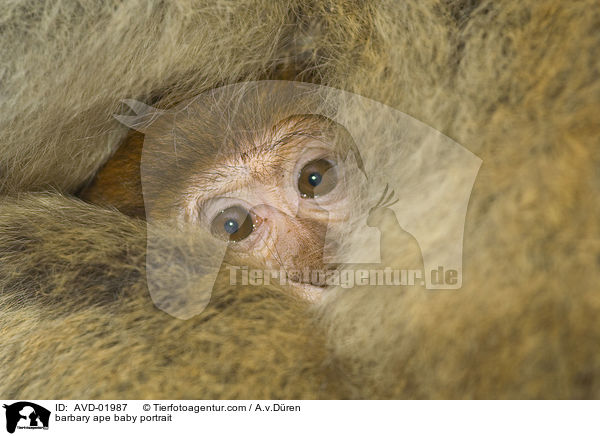 Berberaffen Baby Portrait / barbary ape baby portrait / AVD-01987