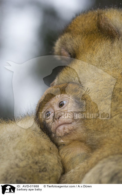 barbary ape baby / AVD-01988