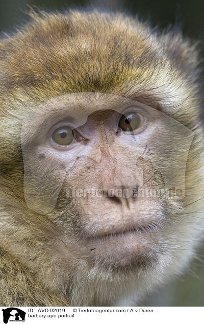 Berberaffe Portrait / barbary ape portrait / AVD-02019