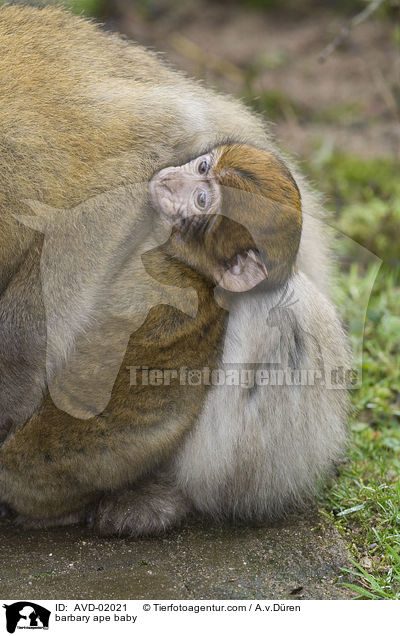Berberaffen Baby / barbary ape baby / AVD-02021