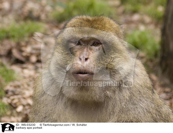 Berberaffe Portrait / barbary ape portrait / WS-03230