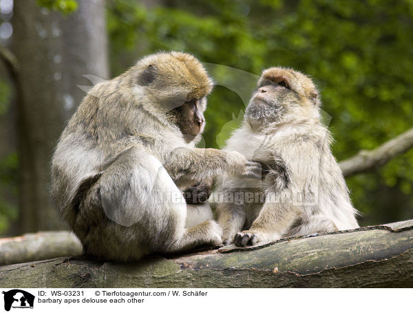 Berberaffen lausen sich / barbary apes delouse each other / WS-03231