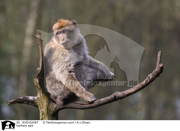 Berberaffe / barbary ape / AVD-02087