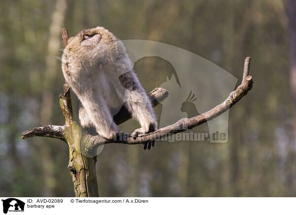 Berberaffe / barbary ape / AVD-02089