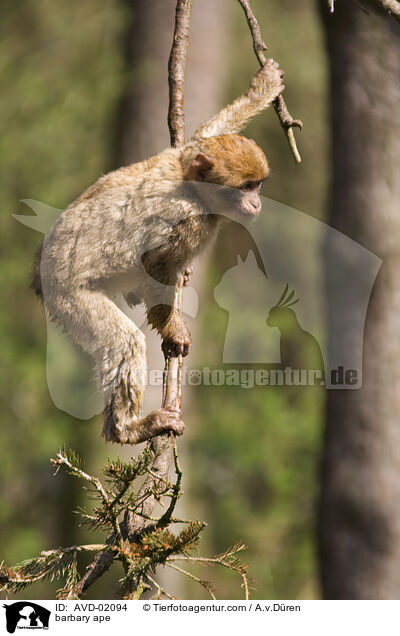 Berberaffe / barbary ape / AVD-02094