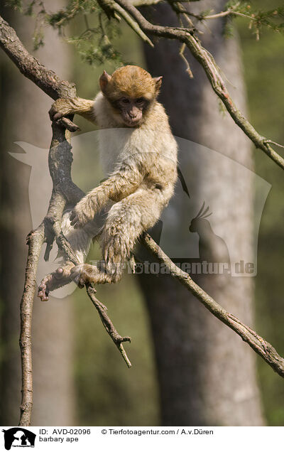 Berberaffe / barbary ape / AVD-02096