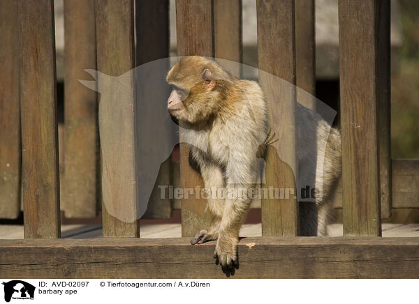 Berberaffe / barbary ape / AVD-02097