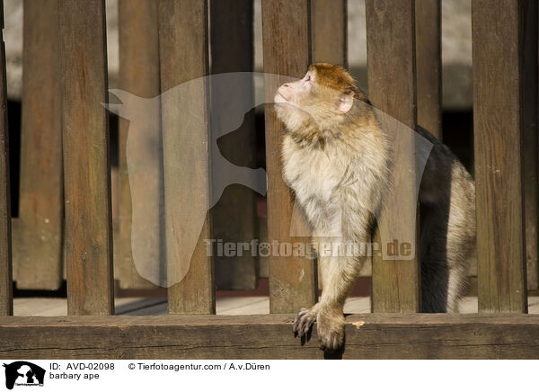 Berberaffe / barbary ape / AVD-02098