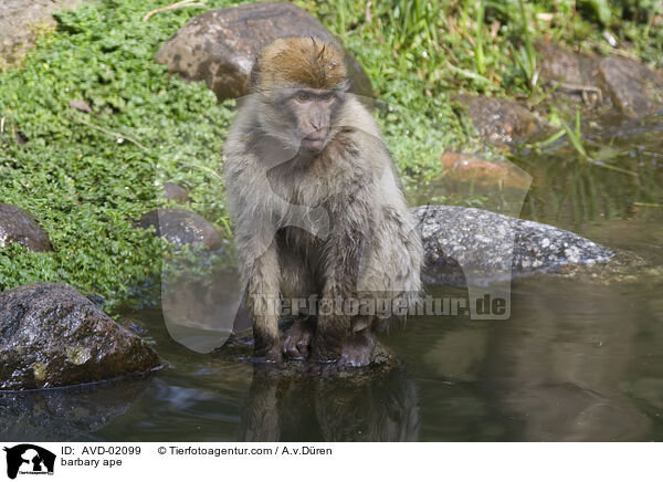 Berberaffe / barbary ape / AVD-02099