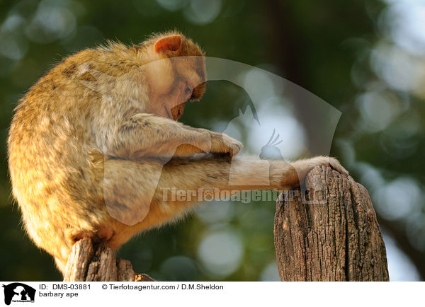 Berberaffe / barbary ape / DMS-03881