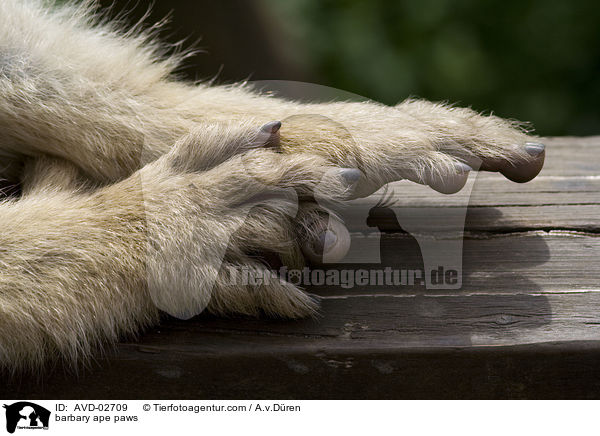Berberaffe Pfoten / barbary ape paws / AVD-02709