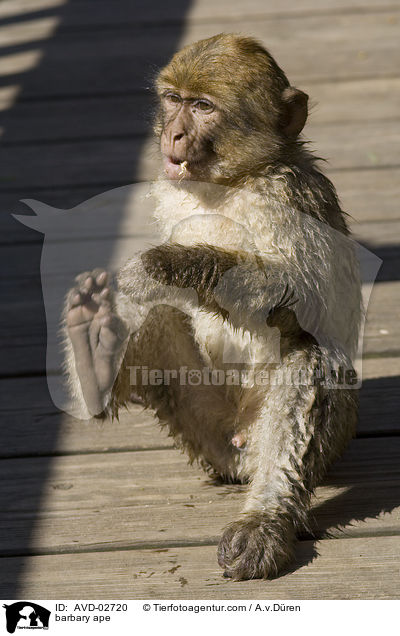 Berberaffe / barbary ape / AVD-02720