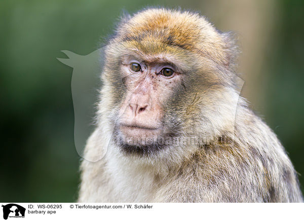 Berberaffe / barbary ape / WS-06295