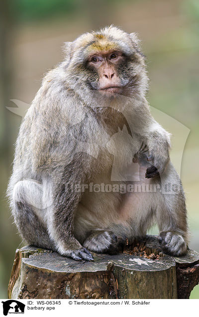 Berberaffe / barbary ape / WS-06345