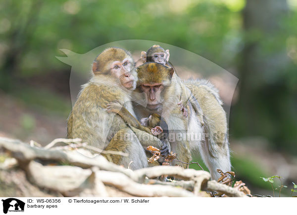 Berberaffen / barbary apes / WS-06356